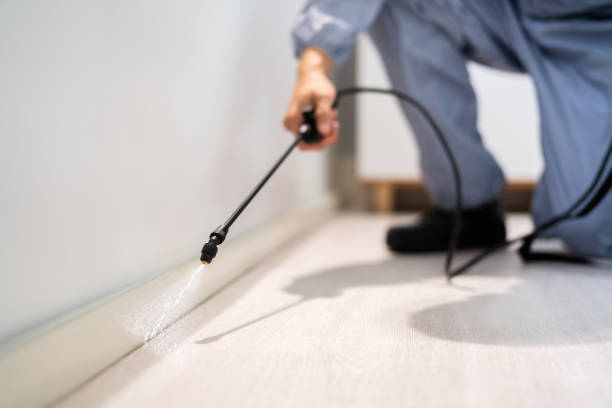 Professional exterminator conducting IPM assessment in Elida